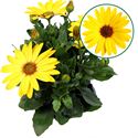 Bild von Osteospermum  P12 Solana (geel)